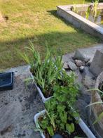 Vijverplanten, Tuin en Terras, Planten | Struiken en Hagen, Ophalen