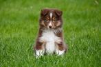 Border Collie pups te koop, Dieren en Toebehoren, Honden | Herdershonden en Veedrijvers, CDV (hondenziekte), Meerdere, 8 tot 15 weken