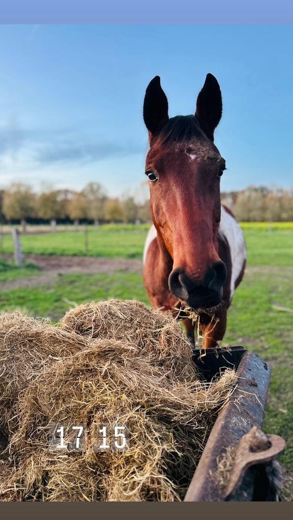 Wij hebben een plekje vrij voor pension, Dieren en Toebehoren, Paarden