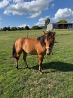 Jaarling quarter JJ Dream Big, Dieren en Toebehoren, Paarden, Merrie