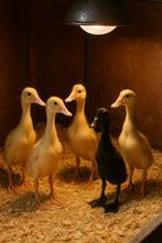 Kuikens loopeenden, Dieren en Toebehoren