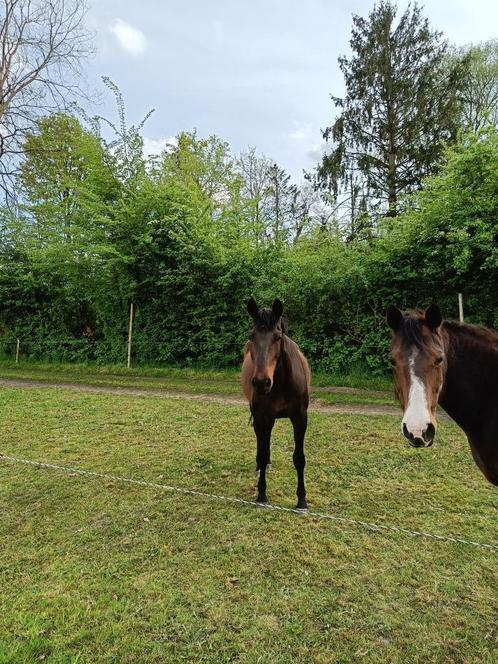 6-jarige PRE ruin te koop, Dieren en Toebehoren, Paarden, Ruin, Onbeleerd, Minder dan 160 cm, 3 tot 6 jaar, Met stamboom, Gechipt