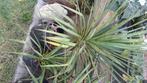 Yuka-plant voor het leven, Ophalen of Verzenden, In pot, Minder dan 100 cm, Yucca