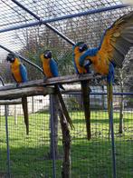 Blauwgele ara, Dieren en Toebehoren, Vogels | Parkieten en Papegaaien, Mannelijk, Papegaai, Geringd