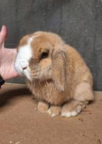 Heel erg knap minilop rammetje heel klein, Dieren en Toebehoren, Konijnen, Mannelijk, Klein, Hangoor, 0 tot 2 jaar