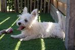 Westie pups (west highland white terriër), Dieren en Toebehoren, België, Overige rassen, CDV (hondenziekte), 8 tot 15 weken