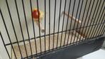 Lutino roodkop papegaai amandine, Dieren en Toebehoren, Vogels | Parkieten en Papegaaien, Papegaai