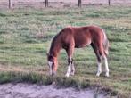 Prachtig welsh sectie B hengstveulen, Dieren en Toebehoren, 0 tot 2 jaar, Hengst, C pony (1.27m tot 1.37m), Onbeleerd