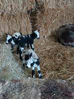 Flessenlam, Dieren en Toebehoren, Meerdere dieren, Schaap, 0 tot 2 jaar