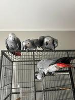 Jeune gris du gabon, Plusieurs animaux