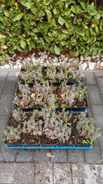 30  PLANTJES  - LAVENDEL, Ophalen