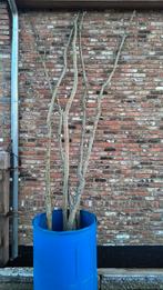 Wilgenpoten, Tuin en Terras, Planten | Bomen, Ophalen