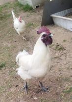 Te koop haan, Dieren en Toebehoren, Mannelijk, Kip