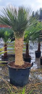Yucca rostrata palm, Enlèvement