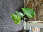 Monstera bonte albo-plant, Huis en Inrichting, Kamerplanten, Ophalen, Halfschaduw, In pot, Minder dan 100 cm