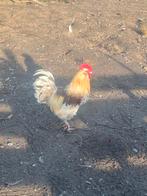 3 Hanen, Dieren en Toebehoren, Pluimvee