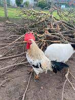 Legorn haan, Dieren en Toebehoren, Mannelijk, Kip