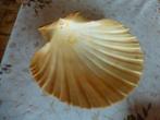 74 Natuurlijke coquilles voor koken en decoreren, Ophalen of Verzenden, Nieuw, Kom(men)