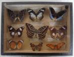 Antieke vlindercollectie taxidermie vlinders parijs, Antiek en Kunst, Antiek | Overige Antiek, Ophalen of Verzenden