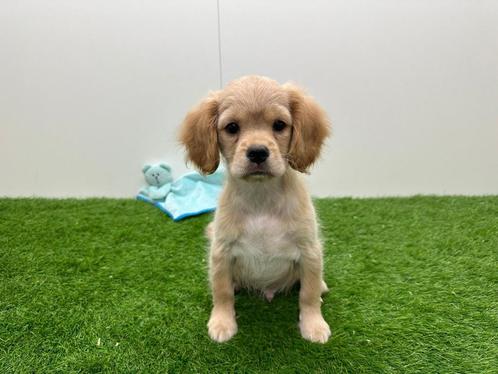 Kruising Cavalier King Charles x Mix pup, Dieren en Toebehoren, Honden | Niet-rashonden, Klein, Reu, Fokker | Professioneel, Eén hond