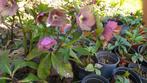 Helleborus niger, Tuin en Terras, Ophalen, Lente, Vaste plant, Bodembedekkers