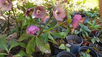 Helleborus niger beschikbaar voor biedingen