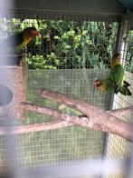 Agapornis, Dieren en Toebehoren, Geslacht onbekend, Dwergpapegaai of Agapornis