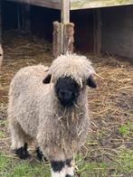 Walliser ramlam, Dieren en Toebehoren, Schapen, Geiten en Varkens