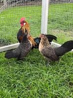 Trio hollandse krielen, Dieren en Toebehoren, Pluimvee