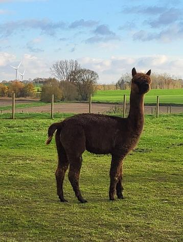 Stijlvolle modern grey merrie Ushi uit grijze lijnen te koop beschikbaar voor biedingen