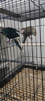 C kakariki couple 2025 Luik, Dieren en Toebehoren, Ophalen