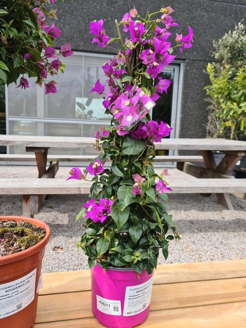 BOUGAINVILLEA Piramide, Tuin en Terras, Planten | Tuinplanten, Ophalen