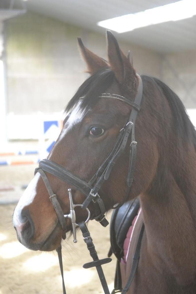 Leuke braaf gereden merrie, Dieren en Toebehoren, Pony's, Merrie, B, E pony (1.48m - 1.57m), Recreatiepony, 3 tot 6 jaar