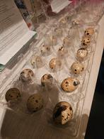 Broedeiren, Dieren en Toebehoren, Pluimvee