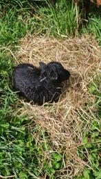 Agneaux noirs d'Ouessant (avec pedigree), Animaux & Accessoires, Mouton, Mâle, 0 à 2 ans