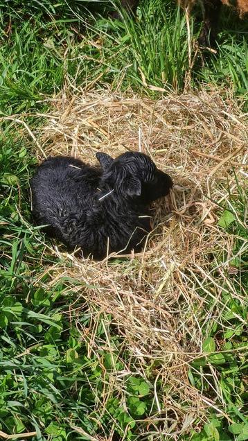 Agneaux noirs d'Ouessant (avec pedigree)