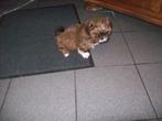 shih tzu pup tricolor, Particulier, Chien (mâle), Autres races, Belgique