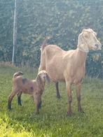 Nubische geit met bok lammetje!