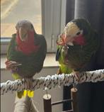 Cuba Witvoorhoofdamazone man beschikbaar, Animaux & Accessoires, Oiseaux | Perruches & Perroquets, Domestique