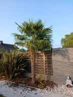 palmboom winterhard in volle grond 3m hoogte, Tuin en Terras, Ophalen