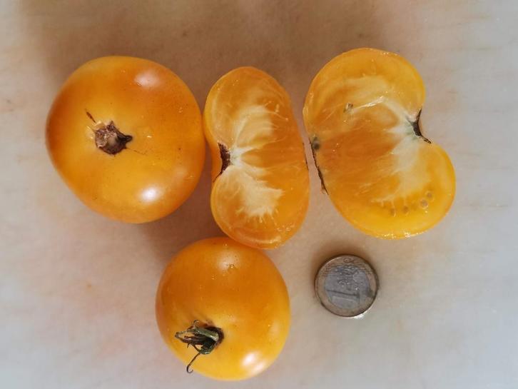 tomate naine Dwarf citron compact -5 graines, Jardin & Terrasse, Bulbes & Semences, Graine, Printemps, Plein soleil, Envoi