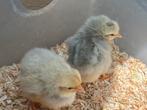 Broedeieren Leghorn Isabelpatrijs