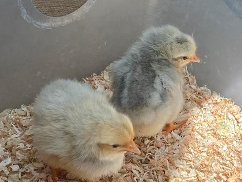 Broedeieren Leghorn Isabelpatrijs, Dieren en Toebehoren, Pluimvee