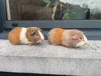 Jonge cavia’s, Dieren en Toebehoren, Knaagdieren, Cavia, Mannelijk, Tam, September