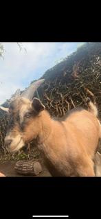 Boris de bok zoekt een 5️ huisje, Dieren en Toebehoren, April, Mannelijk