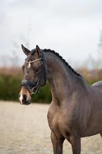 Mega knappe Welsh D pony, Merrie, Met stamboom, Dressuurpony, L
