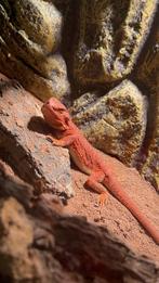 Zoek je een nieuwe thuis voor je diertje(s)? Lees even!, Dieren en Toebehoren, Reptielen en Amfibieën, Overige soorten, Met terrarium