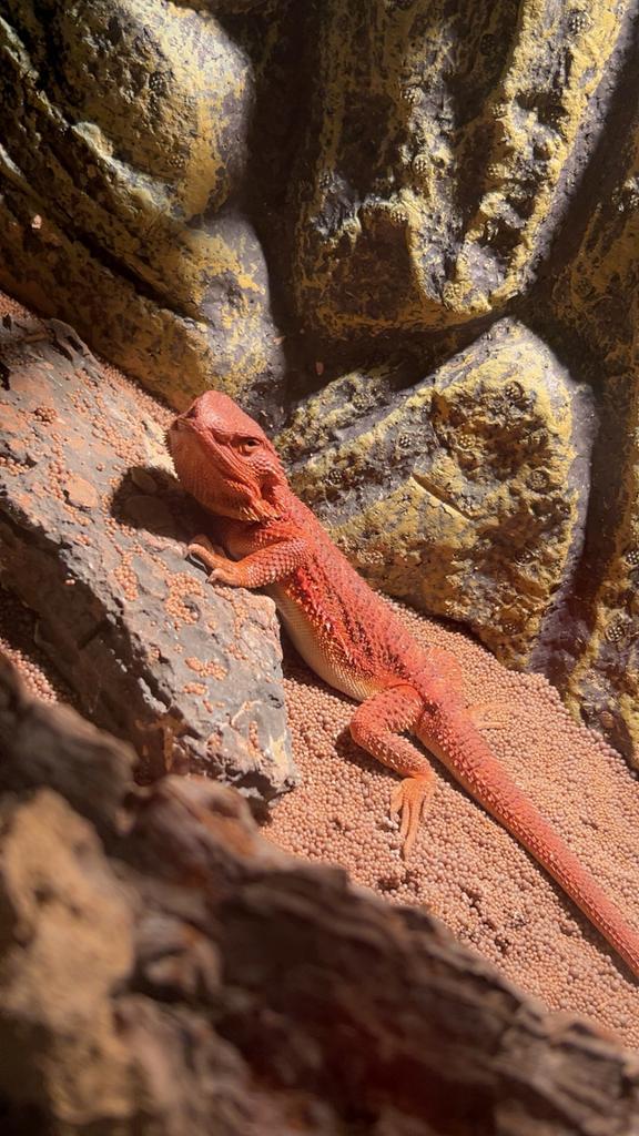 Zoek je een nieuwe thuis voor je diertje(s)? Lees even!, Dieren en Toebehoren, Reptielen en Amfibieën, Overige soorten, 0 tot 2 jaar