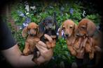 Teckel pups korthaar, België, CDV (hondenziekte), 8 tot 15 weken, Korthaar