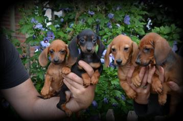 Teckel pups korthaar beschikbaar voor biedingen